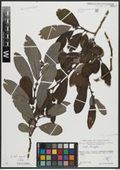 Foto von Salix appendiculata Vill.